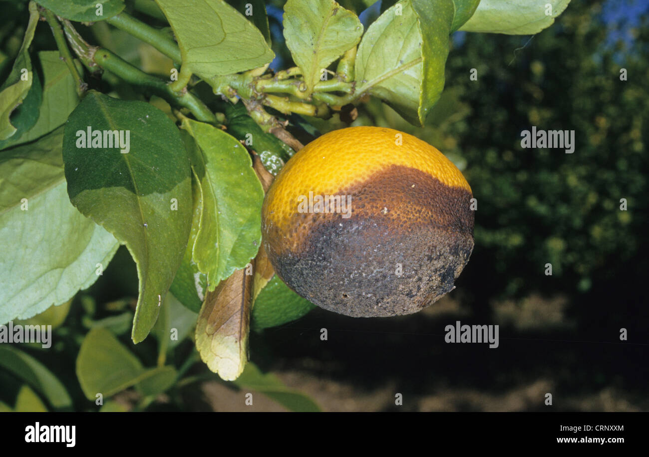 Lemon (Citrus limon) close-up of fruit, damaged by Stem End Rot (Phomopsis citri) Stock Photo