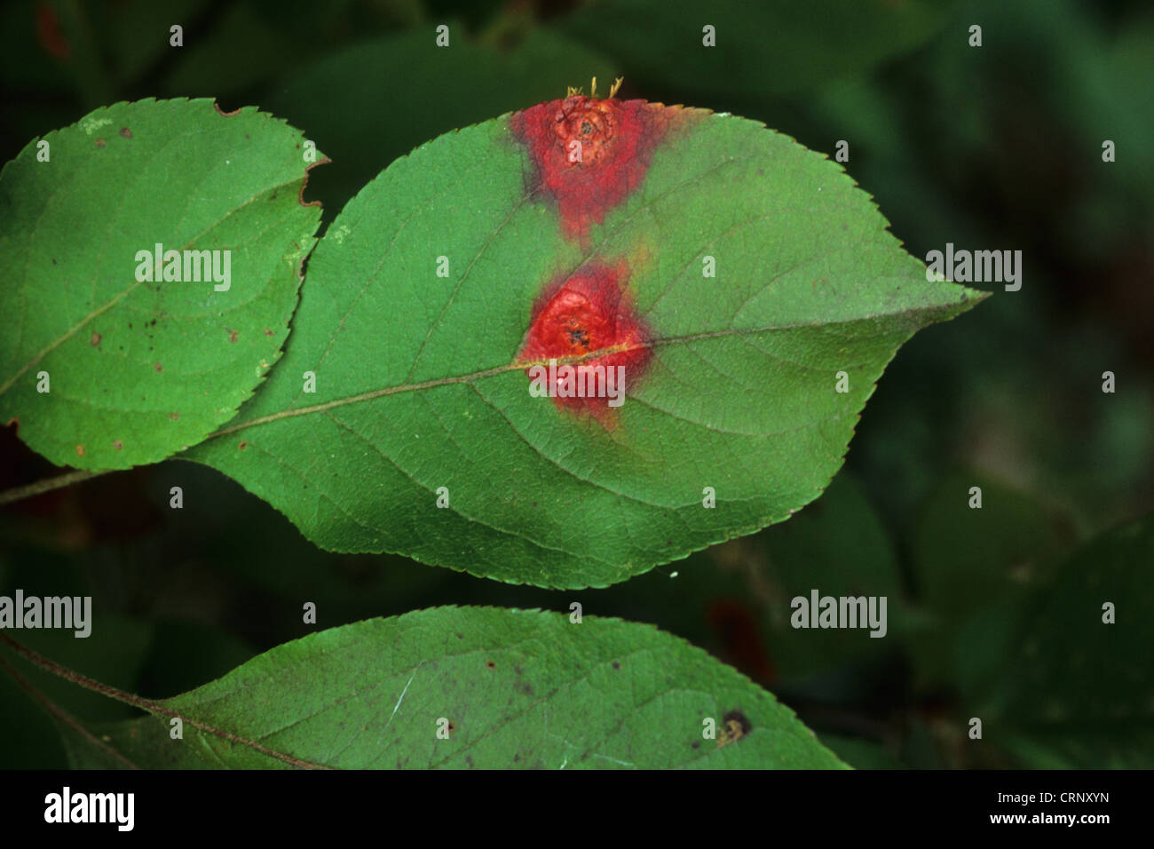Cultivated Crabapple (Malus sp.) close-up of leaves, infected with Cedar-apple Rust (Gymnosporangium juniperi-virginianae), Stock Photo