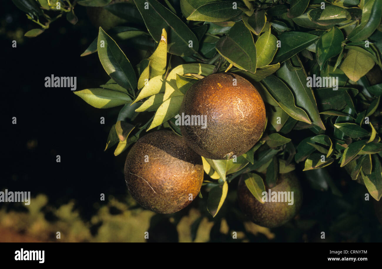 Orange (Citrus sinensis) fruit, damaged by Citrus Rust Mite (Phyllocoptruta oleivora) Stock Photo