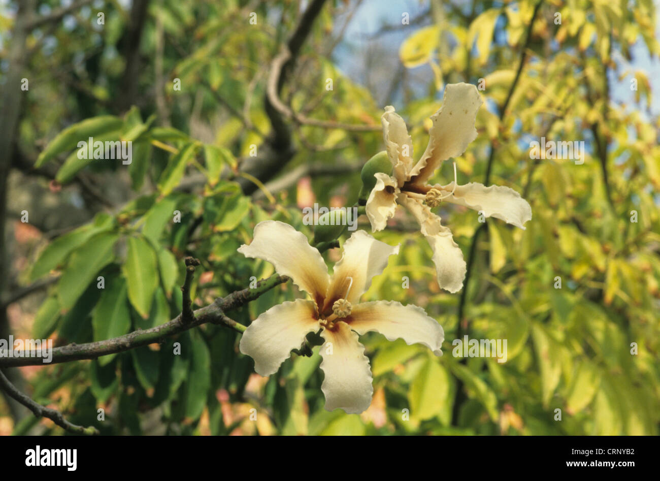 Silk Floss Tree Ceiba Speciosa Yellow Form Close Up Of Flowers Malta Stock Photo Alamy