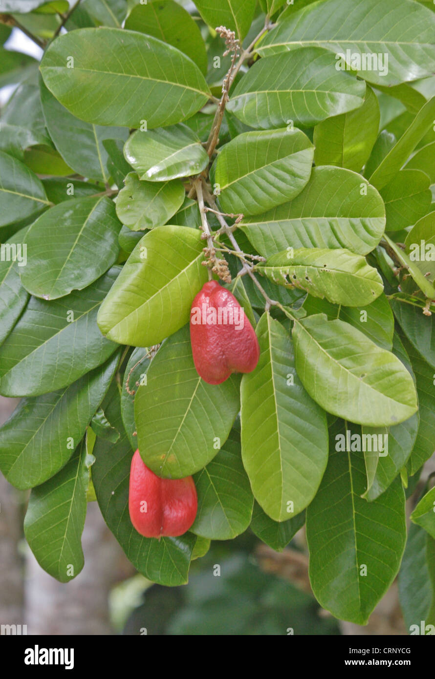 Ackee (Blighia sapida) close-up of fruit and leaves, Freedom, Jamaica, march Stock Photo