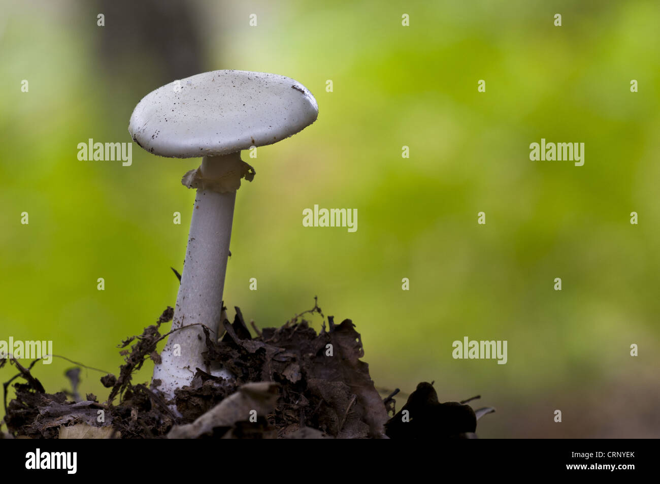 False Death-cap (Amanita citrina) fruiting body, growing amongst leaf litter in deciduous woodland, Clumber Park, Stock Photo