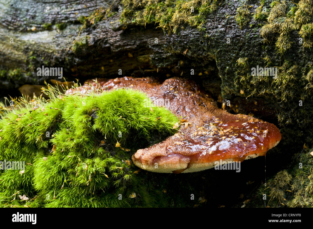 Beefsteak Fungus (Fistulina hepatica) fruiting body, oozing sticky red liquid, growing from moss covered log, Clumber Park, Stock Photo