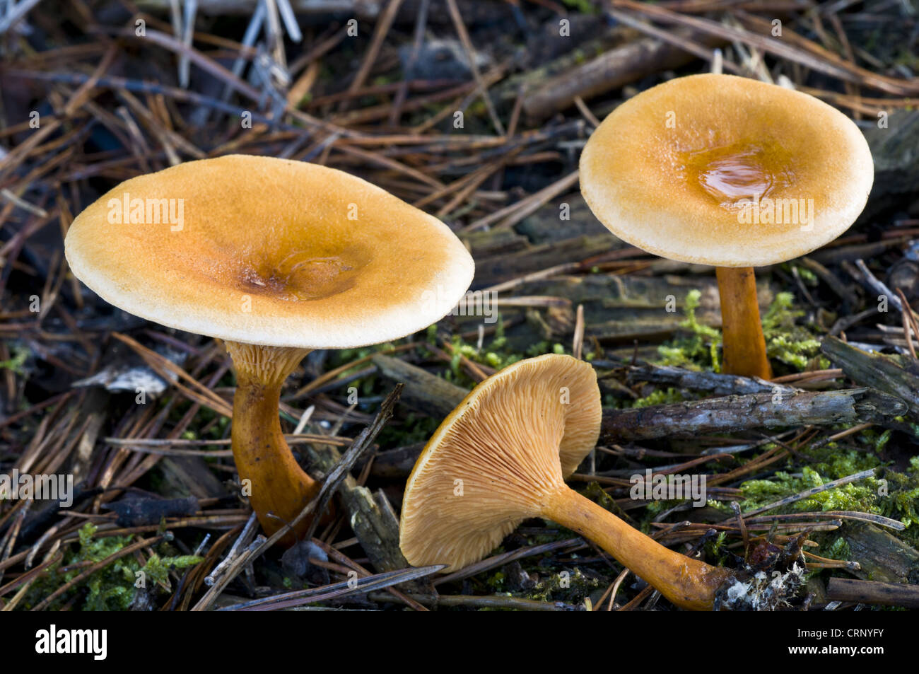 False Chanterelle (Hygrophoropsis aurantiaca) fruiting bodies, growing amongst fallen pine needles, Brede High Woods, West Stock Photo