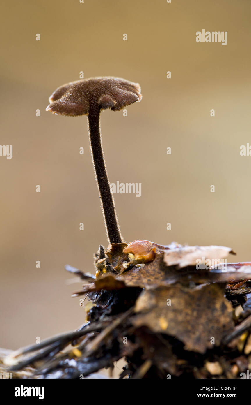 Ear-pick Fungus (Auriscalpium vulgare) fruiting body, growing from old pine cone, Clumber Park, Nottinghamshire, England, Stock Photo