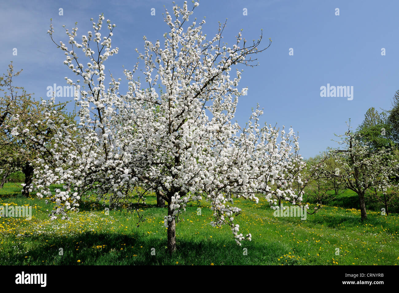 apple flowers #2, baden blossoming organic fruit trees in a sunny spring day among meadows in Baden, Germany Stock Photo