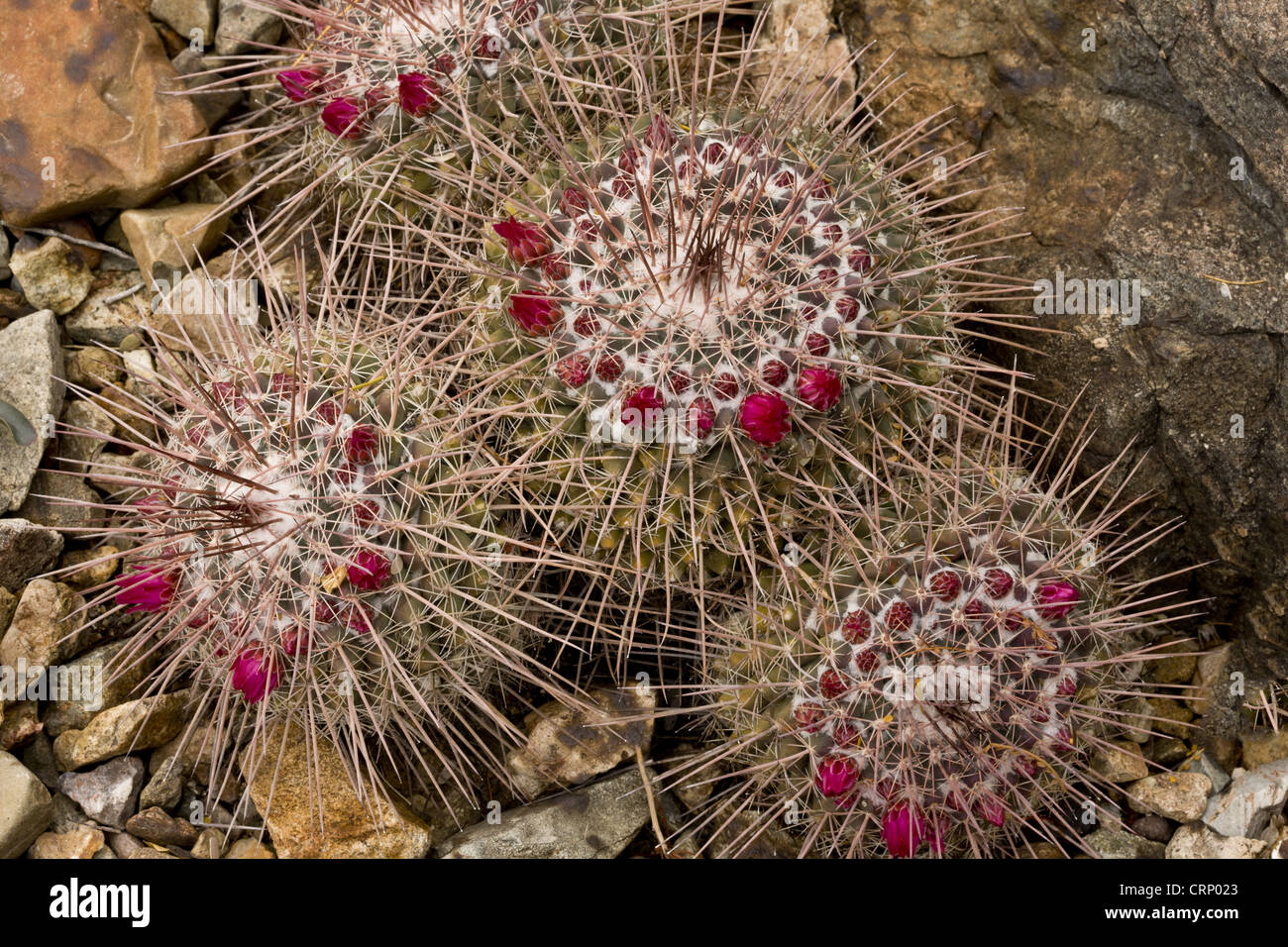 Pincushion Cactus (Mammillaria standleyi) flowering, Sonoran Desert, Arizona, U.S.A., february Stock Photo