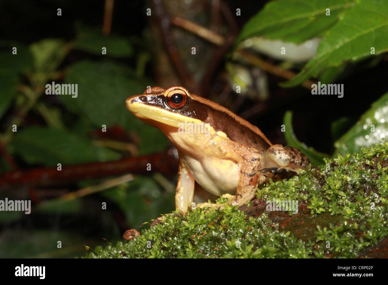 The bronzed frog (Hylarana temporalis) Stock Photo