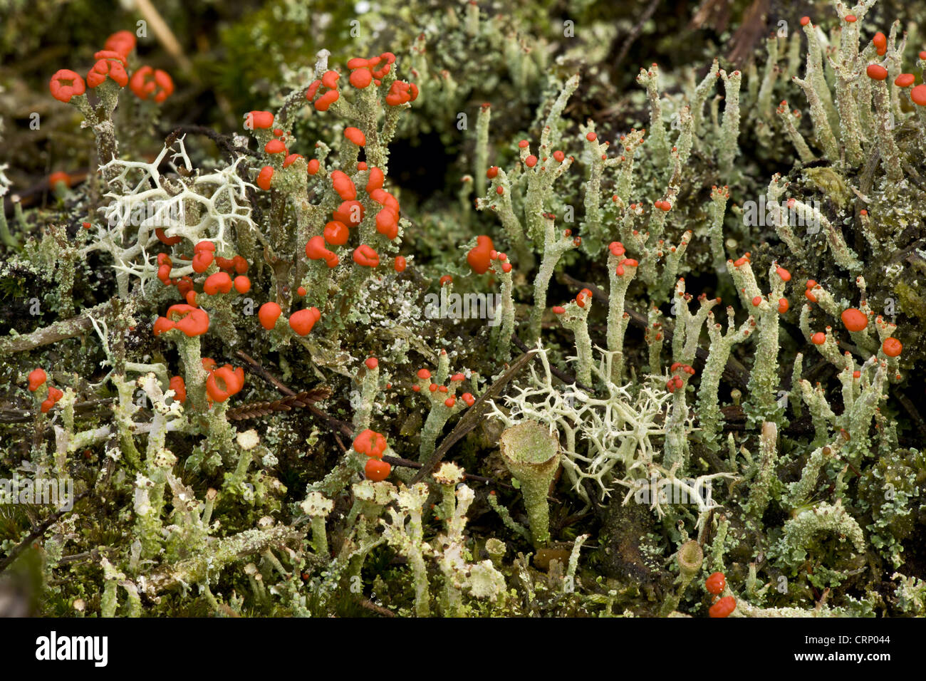 Cup Lichen (Cladonia diversa) fruiting bodies, growing with other lichen species on heathland, Morden Bog National Nature Stock Photo