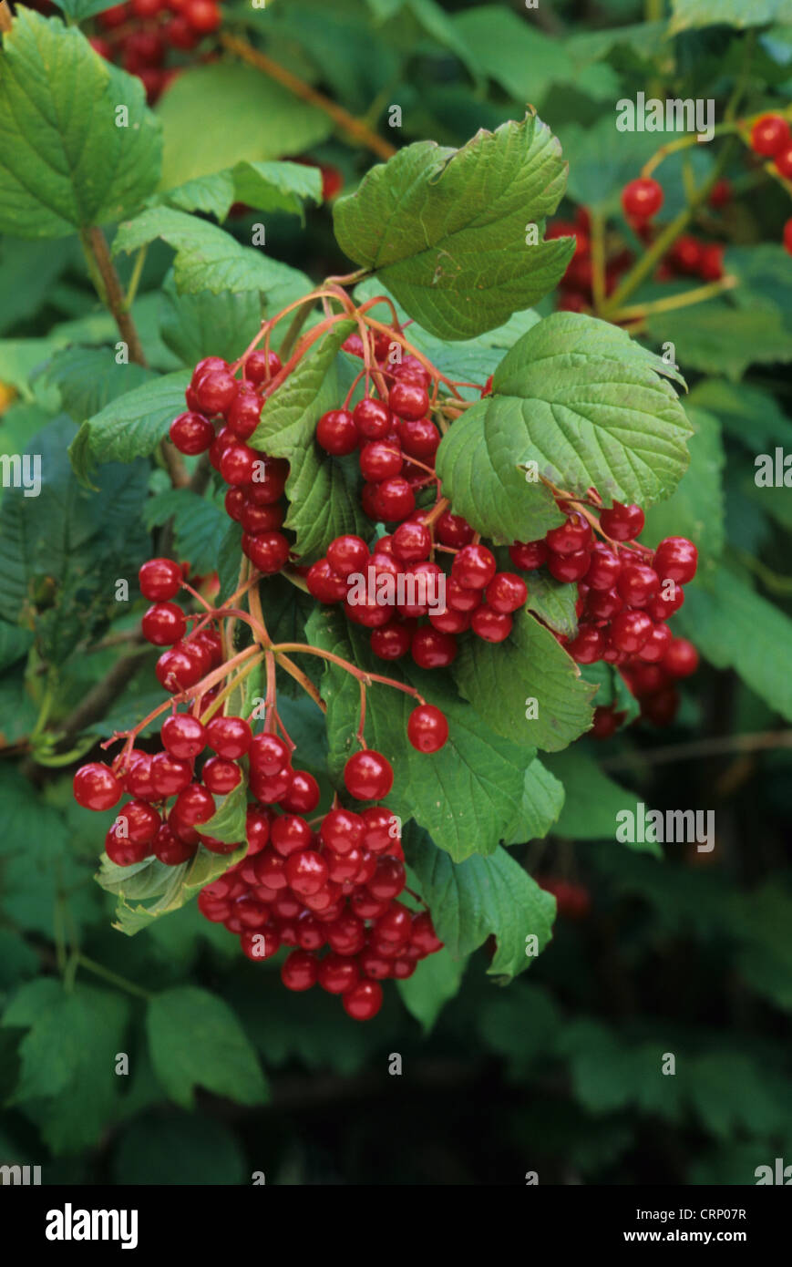 American Highbush Cranberry (Viburnum trilobum) close-up of berries, U.S.A. Stock Photo