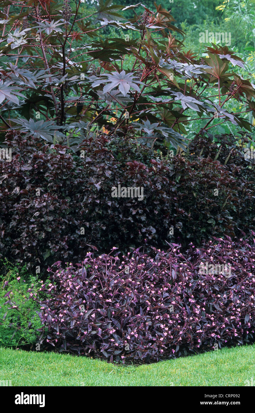 Wandering Jew (Tradescantia pallida) 'Purple Heart', growing with Perilla (Perilla frutescens) and Castor-oil Plant (Ricinus Stock Photo