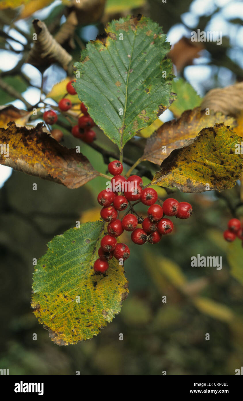 English Whitebeam (Sorbus anglica) close-up of fruit and leaves, England, autumn Stock Photo