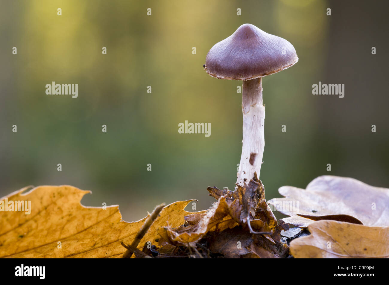 Slender Webcap (Cortinarius casimiri) fruiting body, growing in leaf litter, Brede High Woods, West Sussex, England, november Stock Photo