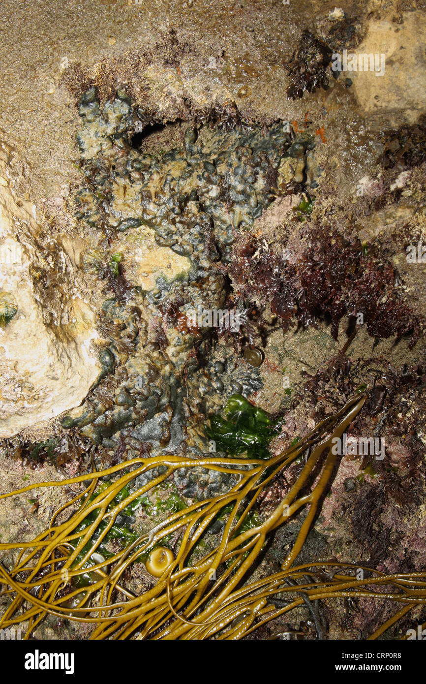 Green Seaweed (Codium adhaerens) encrusting rocks exposed at low tide, Swanage, Dorset, England, april Stock Photo