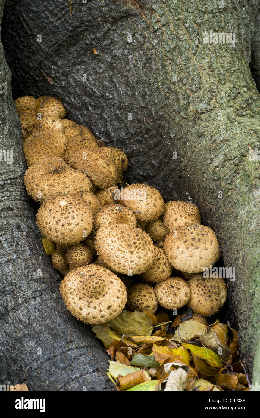 Shaggy Scalycap (Pholiota squarrosa) fruiting bodies, group growing between roots of beech tree, Clumber Park, Nottinghamshire, Stock Photo
