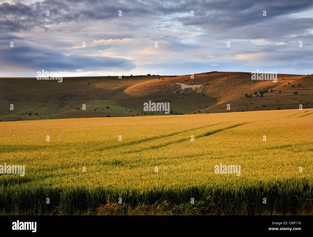 The Alton Barnes white horse on Milk Hill looking out over Pewsey Vale. Stock Photo