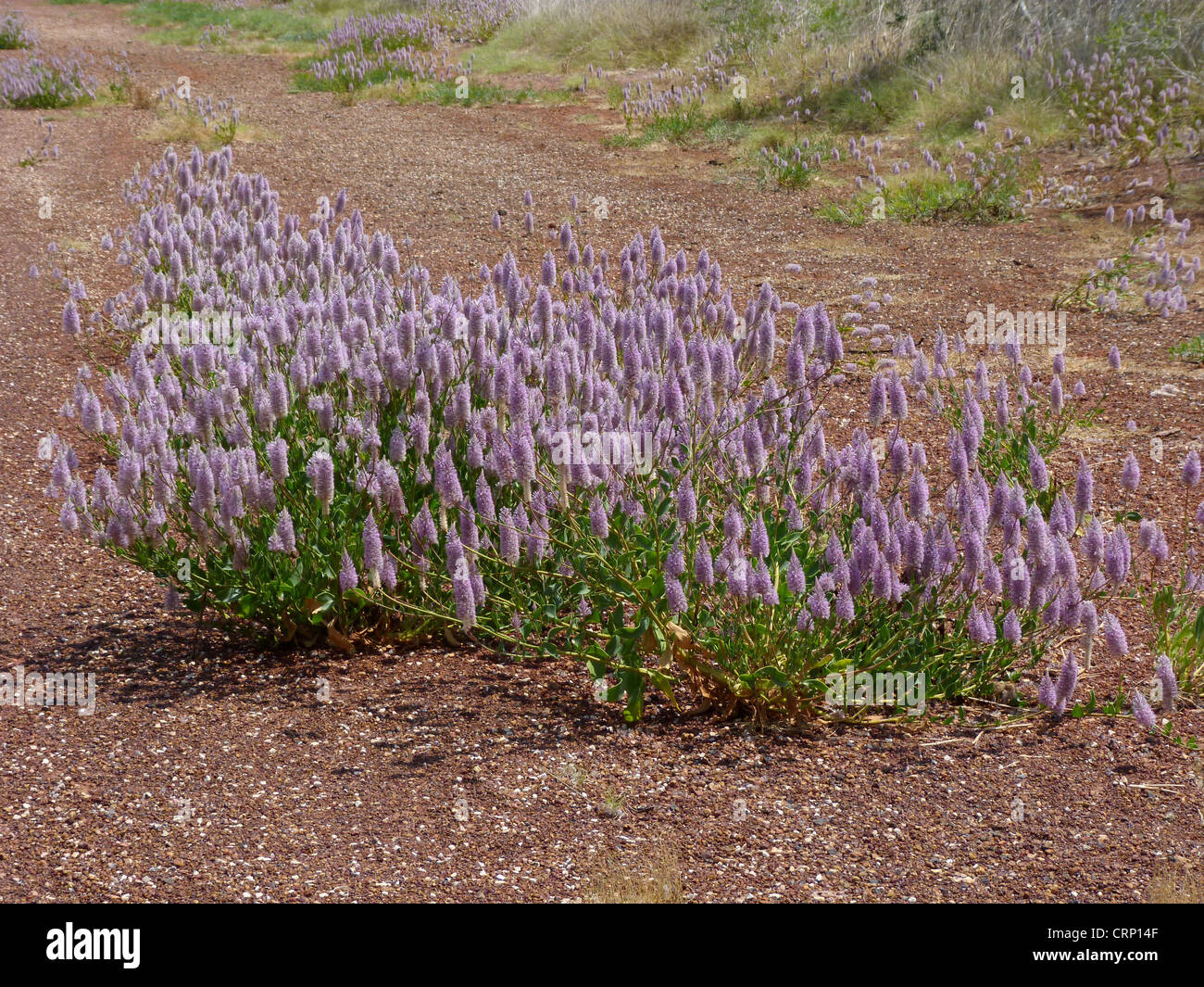Tall Mulla Mulla (Ptilotus exaltatus) flowering, growing on road verge