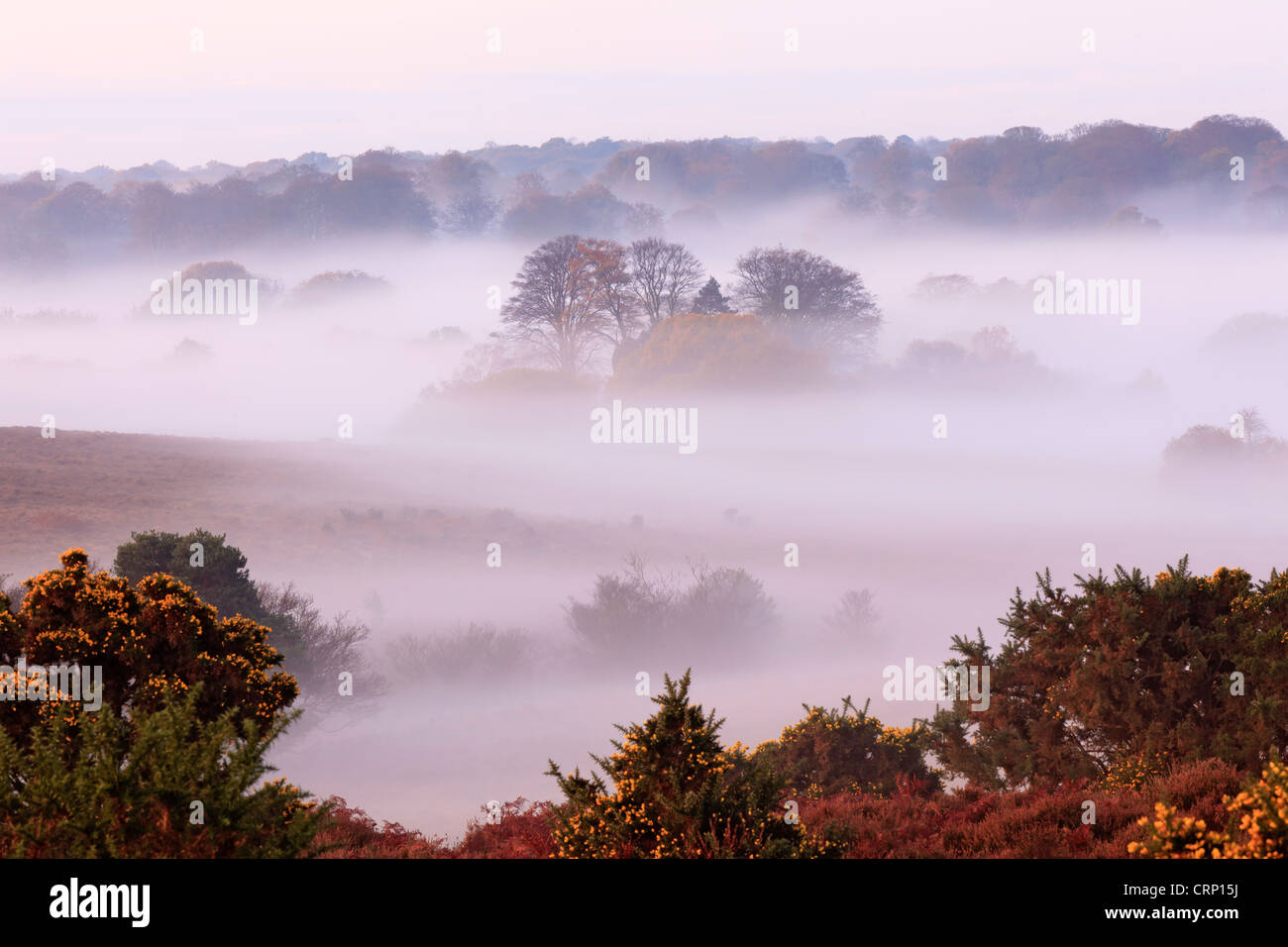 Mist lingering in the valley at Bratley in the New Forest National Park. Stock Photo