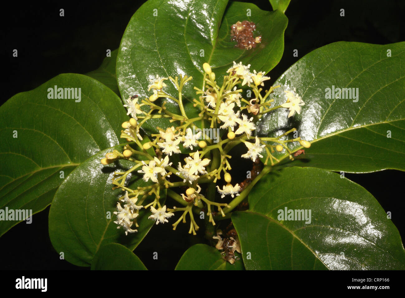 Gurmar (Gymnema sylvestre). Revered for its use in treatment of