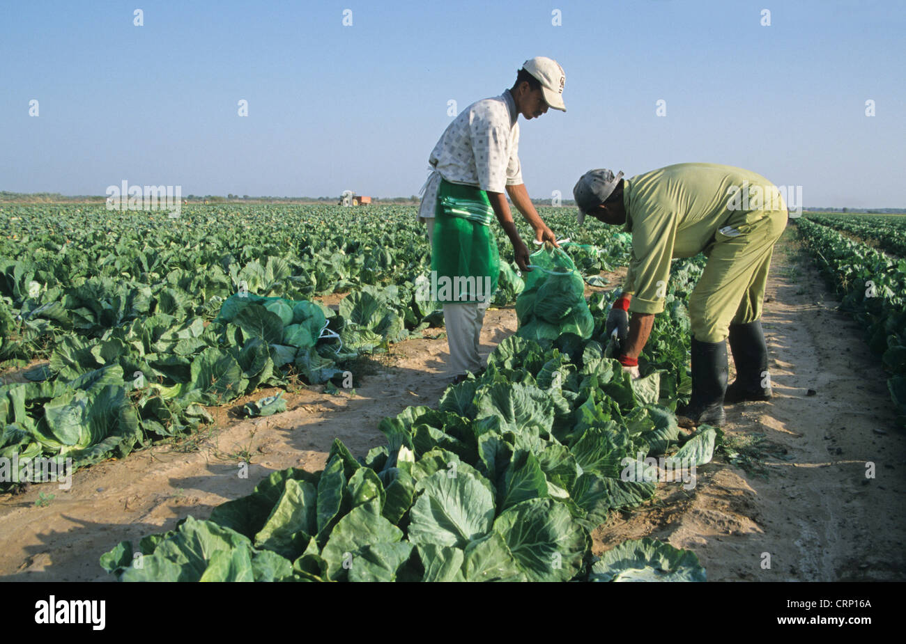 Cabbage (Brassica oleracea) crop, workers harvesting field by hand, Oman Stock Photo