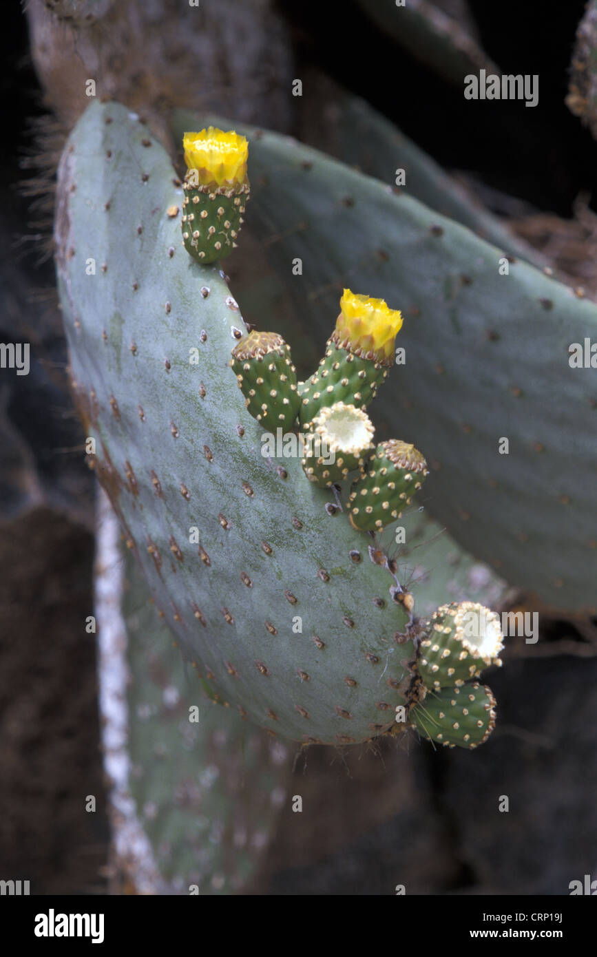 Cactus - Prickly Pear (Opuntia helleri) Fruit and flower - Genovesa Is. Galapagos Stock Photo