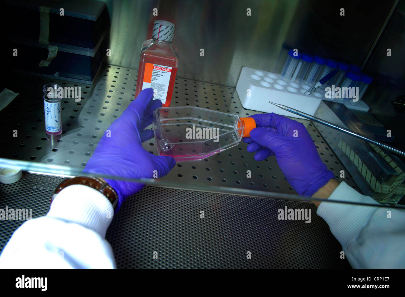 A laboratory technician conducting a chemical experiment inside a ventilation hood to protect against noxious fumes. Stock Photo