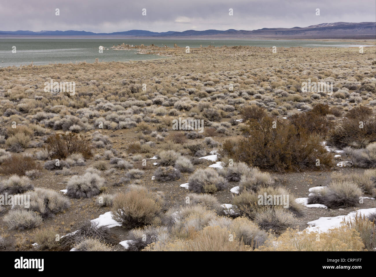 Desert chaparral habitat at edge of saline lake, Mono Lake, Lee Vining, California, U.S.A., february Stock Photo