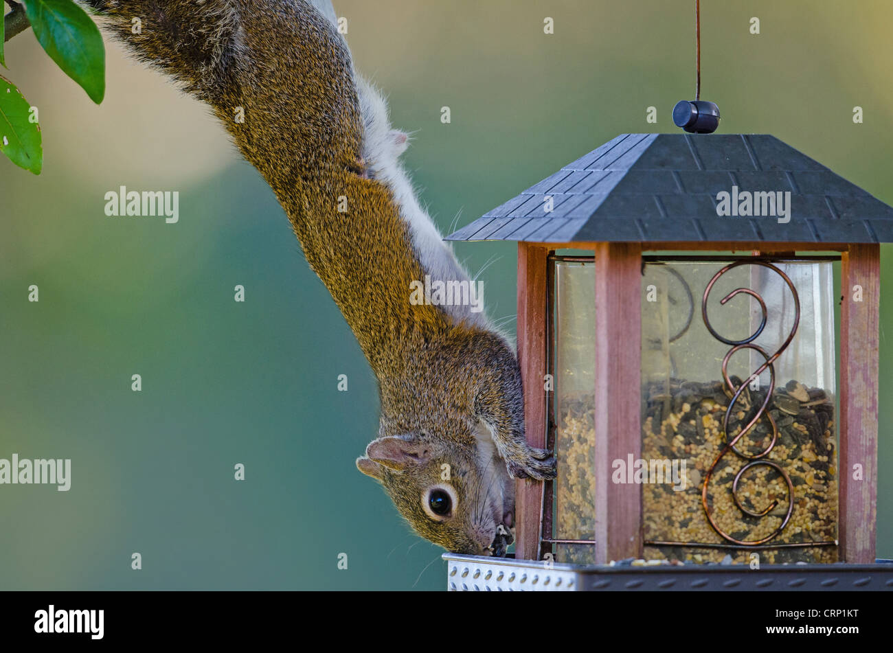A Squirrel Caught In The Act Of Stealing Bird Seed While Hanging
