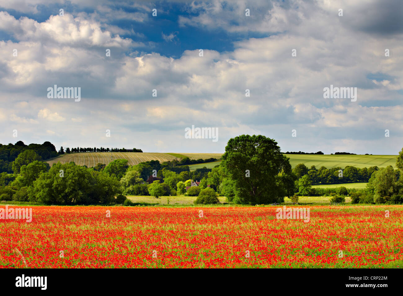 A field of Poppies at Hanging Langford. Stock Photo