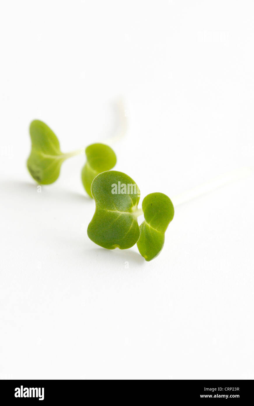 Water cress isolated on white Stock Photo