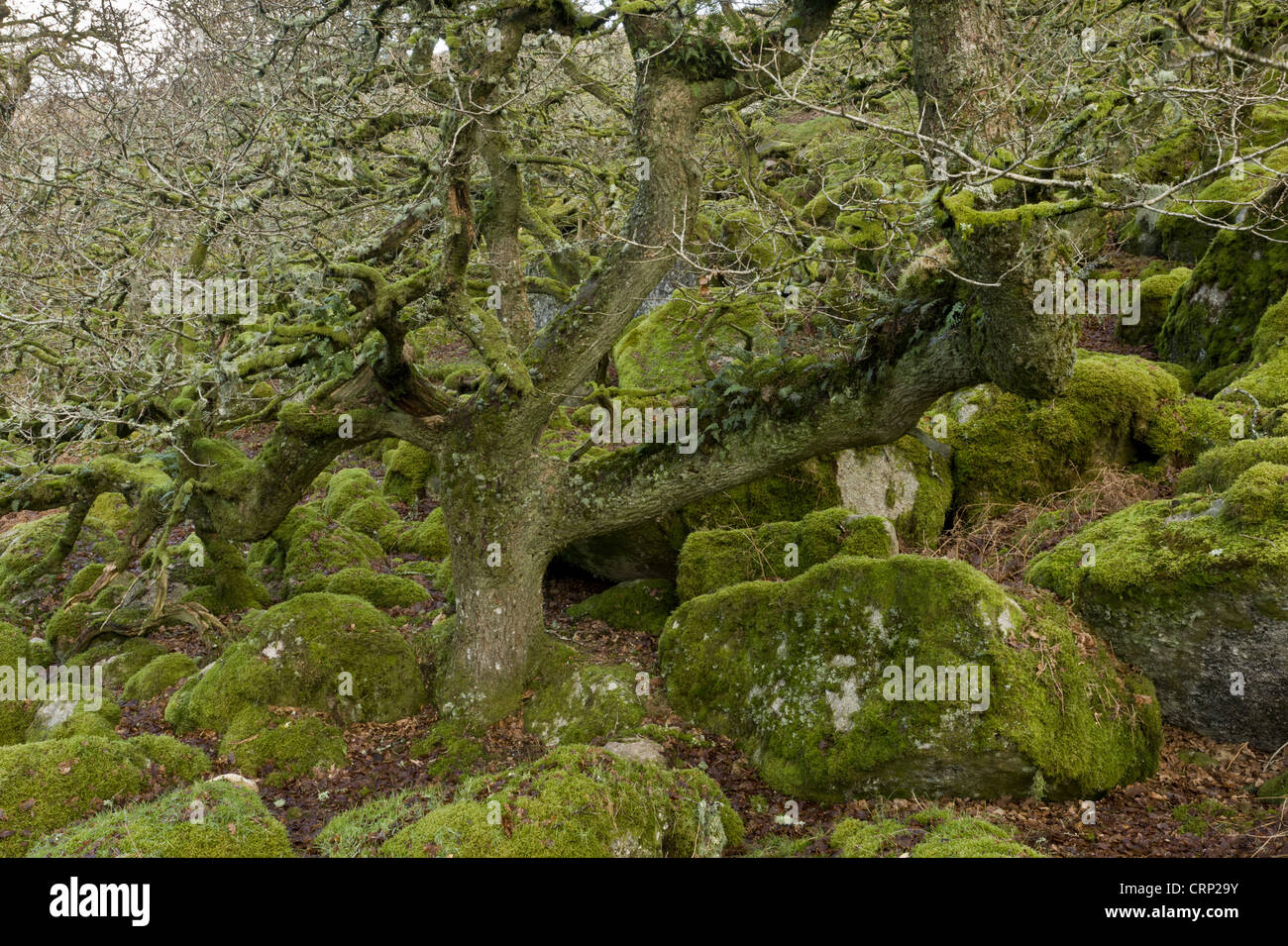 Ancient stunted Common Oak (Quercus sp.) trees growing amongst moss covered boulders in moorland copse habitat, Black-a-Tor Stock Photo