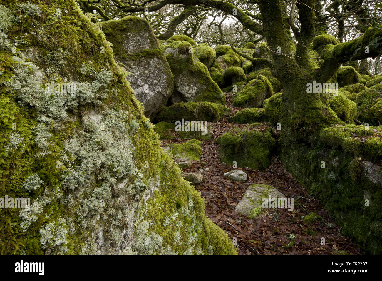 Ancient stunted Common Oak (Quercus sp.) trees growing amongst moss covered boulders in moorland copse habitat, Black-a-Tor Stock Photo