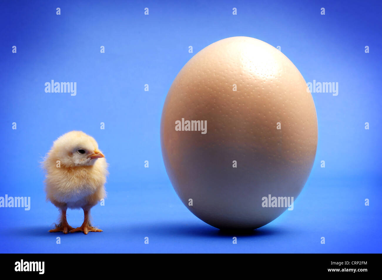 Cut down to size - a tiny yellow chick stands beside a large ostrich egg. Stock Photo
