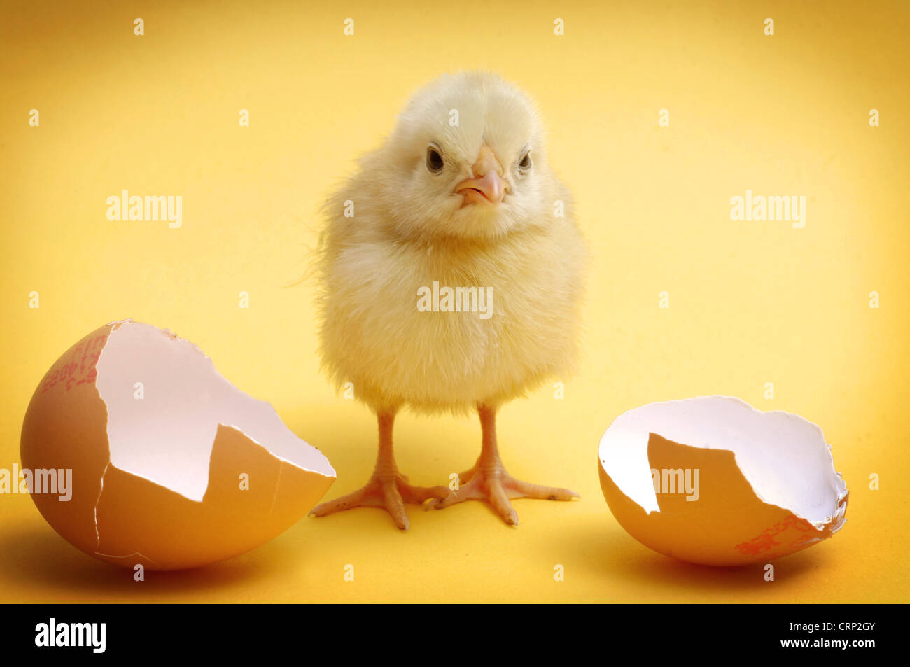 Just arrived - a yellow chick stands between two halves of a broken egg shell. Stock Photo