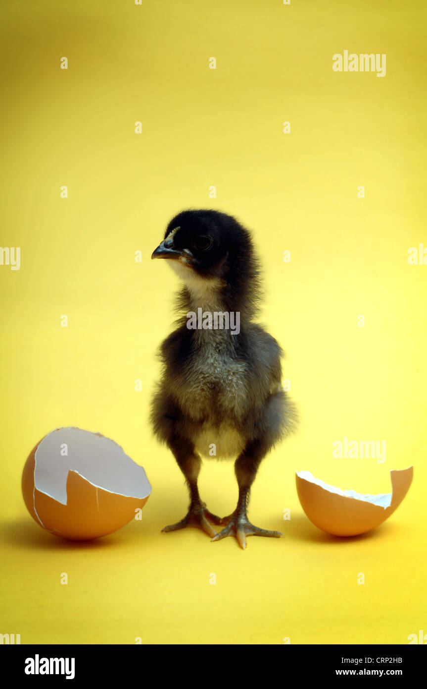 Just arrived - a black chick stands between two halves of a broken egg shell. Stock Photo
