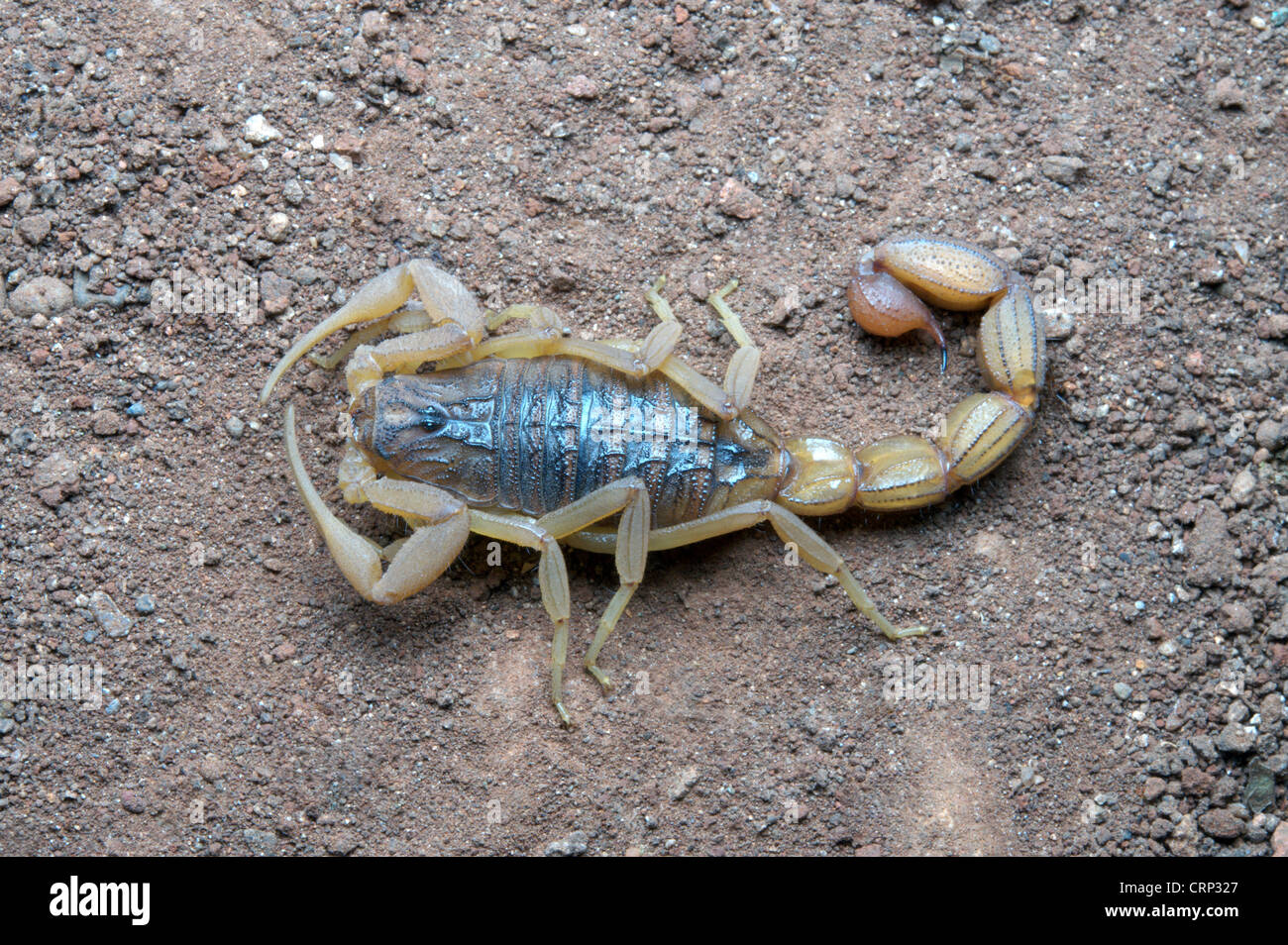 Indian Red Scorpion Buthidae Hottentotta Tamulus Common One Of The