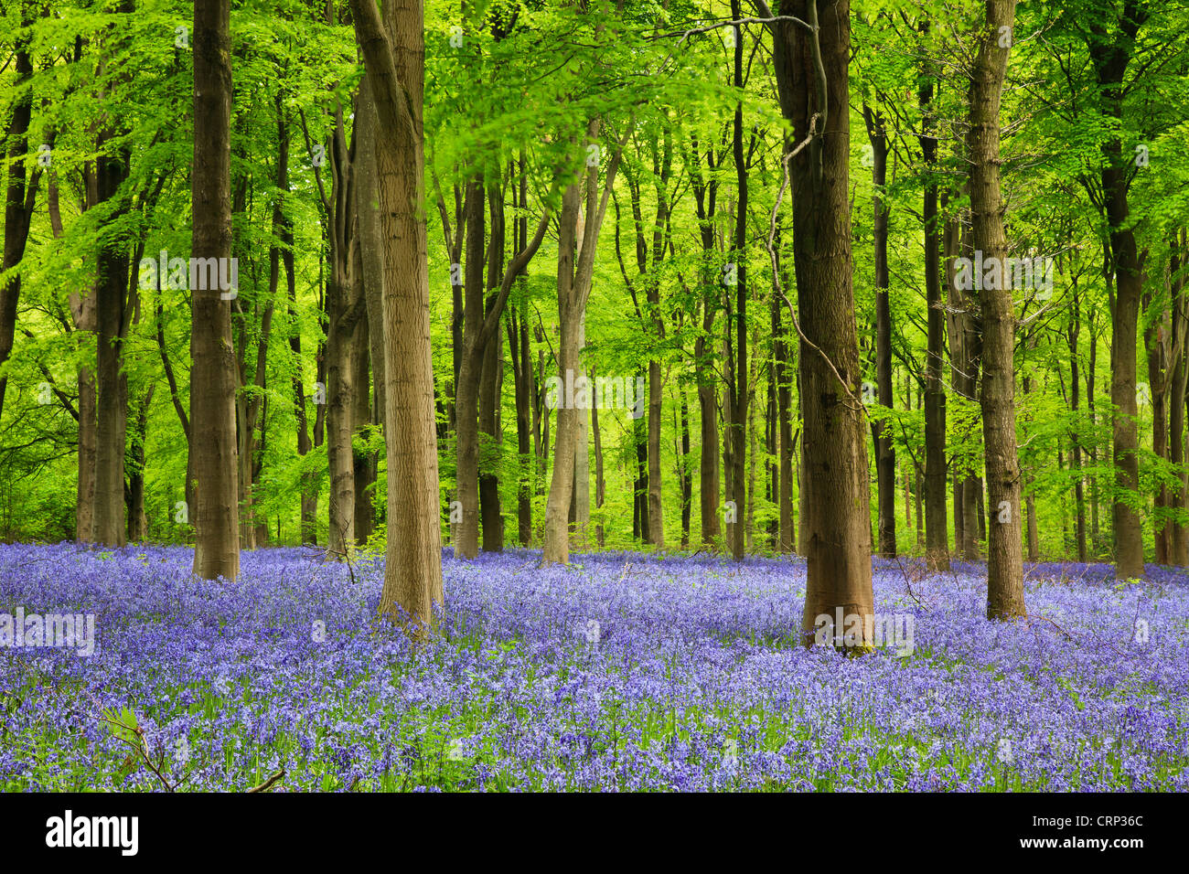 A carpet of bluebells in West Woods near Marlborough. Stock Photo