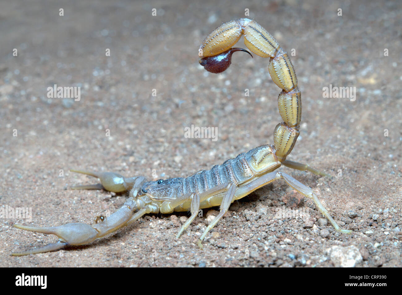 Indian red scorpion, BUTHIDAE, Hottentotta tamulus. Common. One of the most venomous scorpion. Pune Maharashtra India Stock Photo