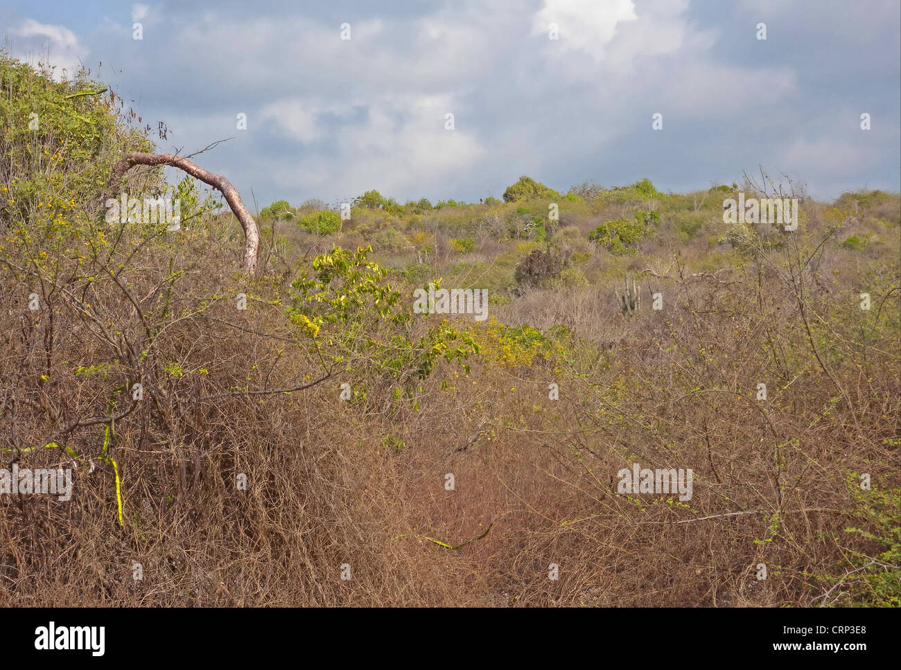 View of dry thorn scrub habitat, subtropical dry forest in arid south of island, Hellshire Hills, Jamaica, april Stock Photo