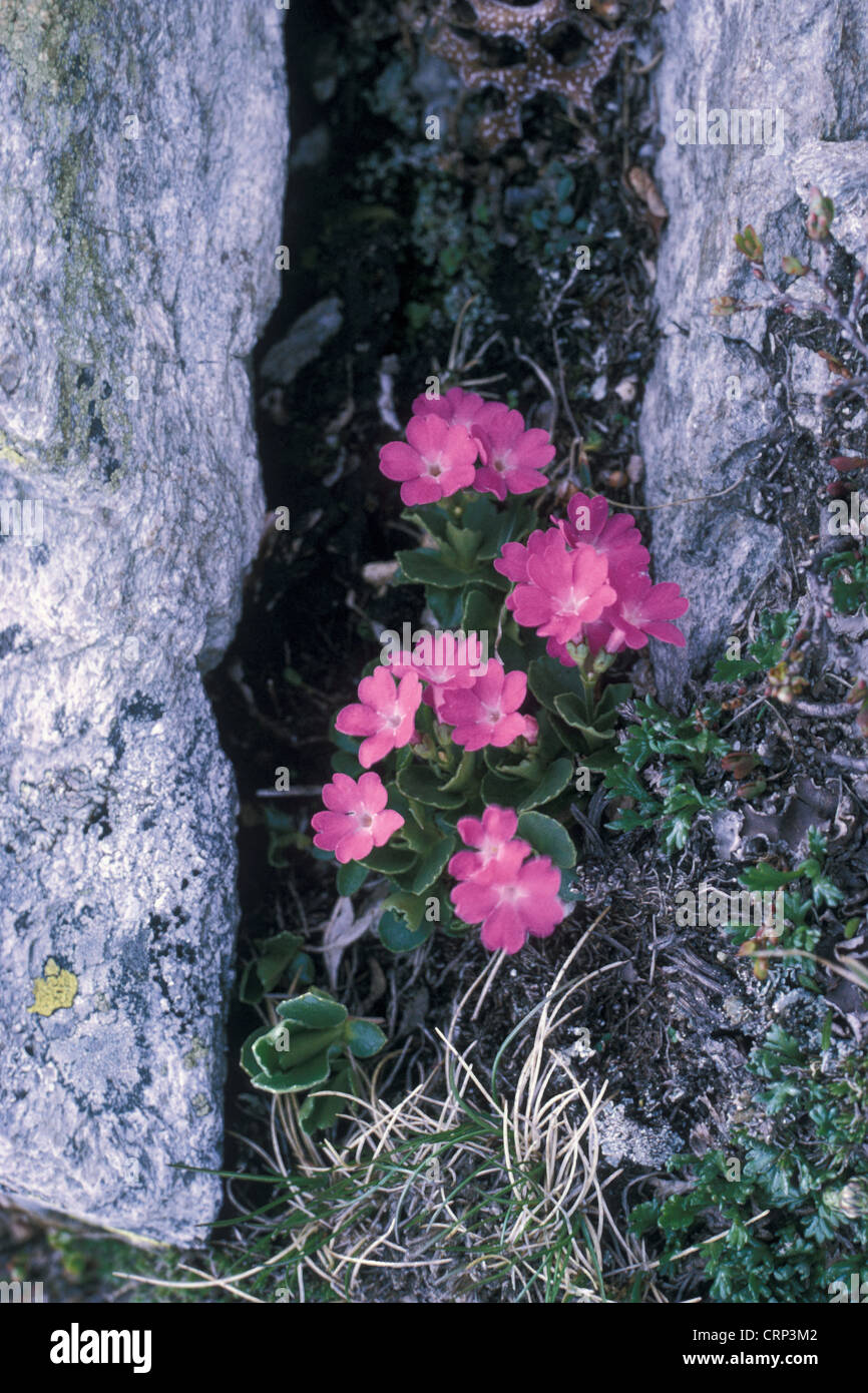 Red alpine Primrose, Primula hirsuta Stock Photo