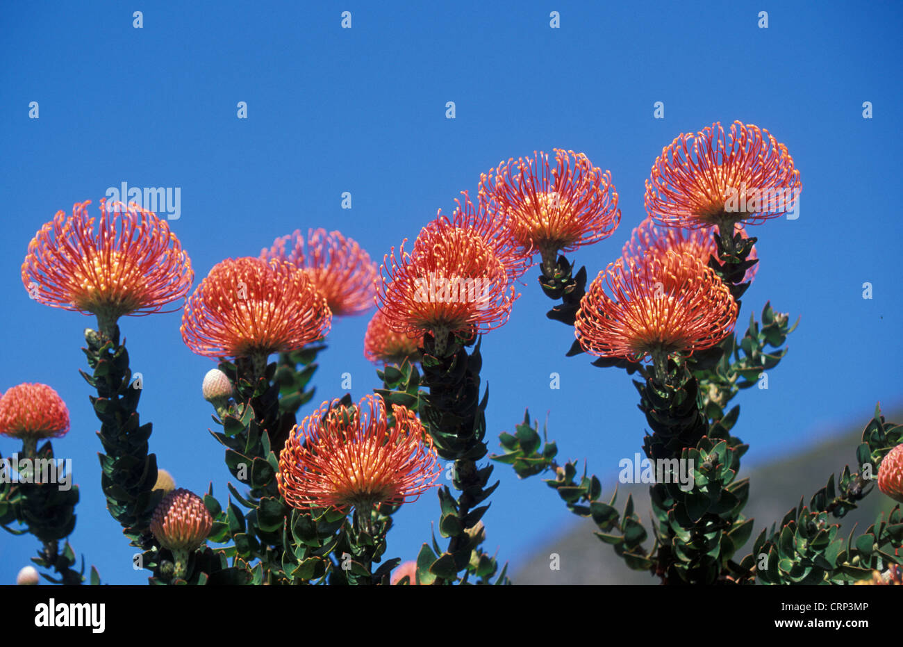 Pincushion Protea, Leucospermum cordifolium from South Africa Stock