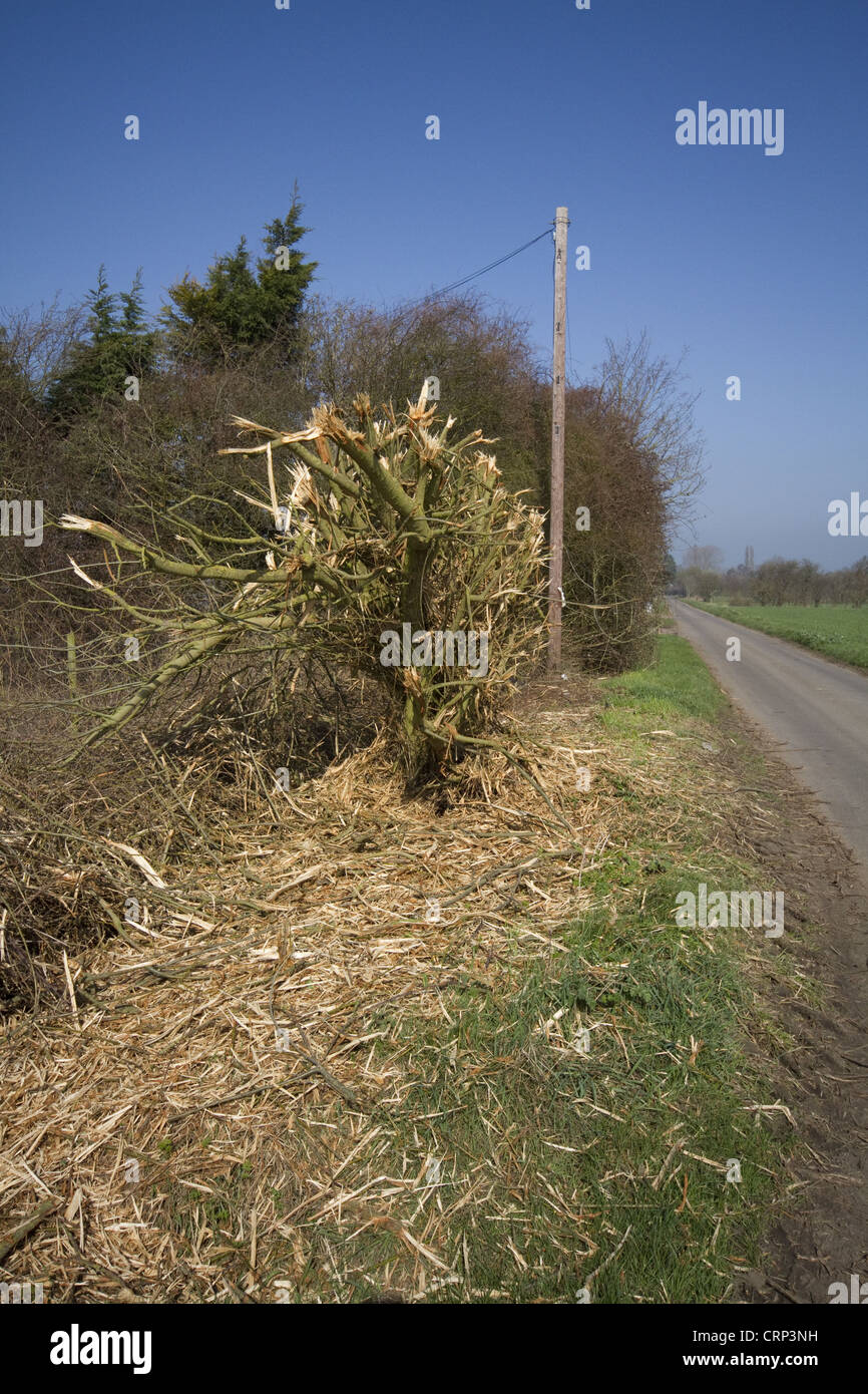 A very badly flailed hedge has done a lot of damage to this important roadside habitat. Stock Photo