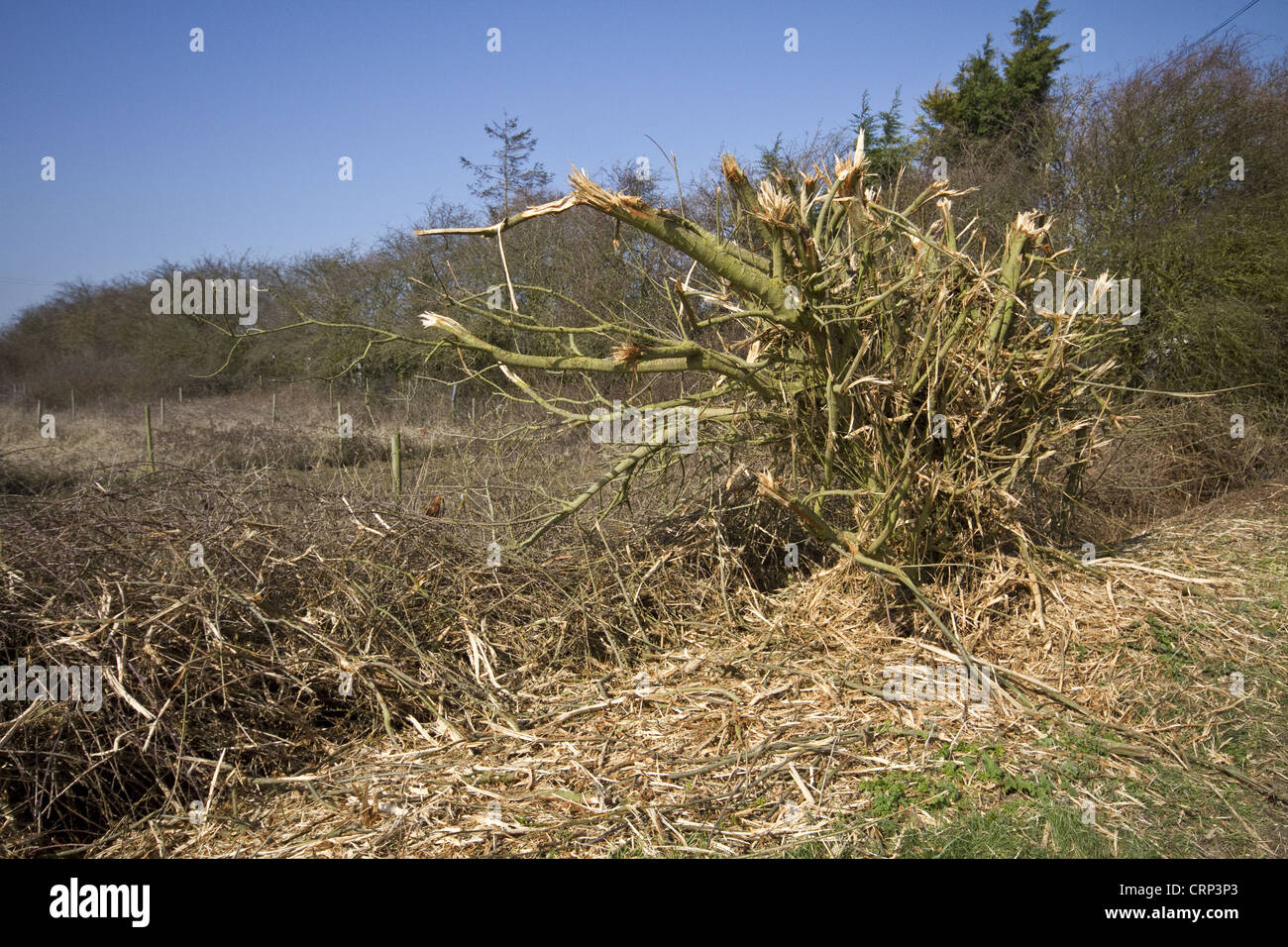 A very badly flailed hedge has done a lot of damage to this important habitat. Stock Photo