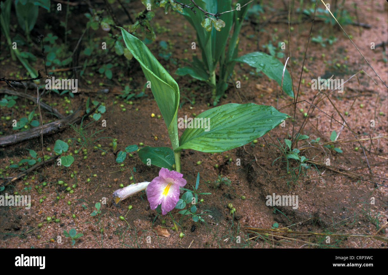 Mauve Ginger, Kaempferia aethiopica Stock Photo