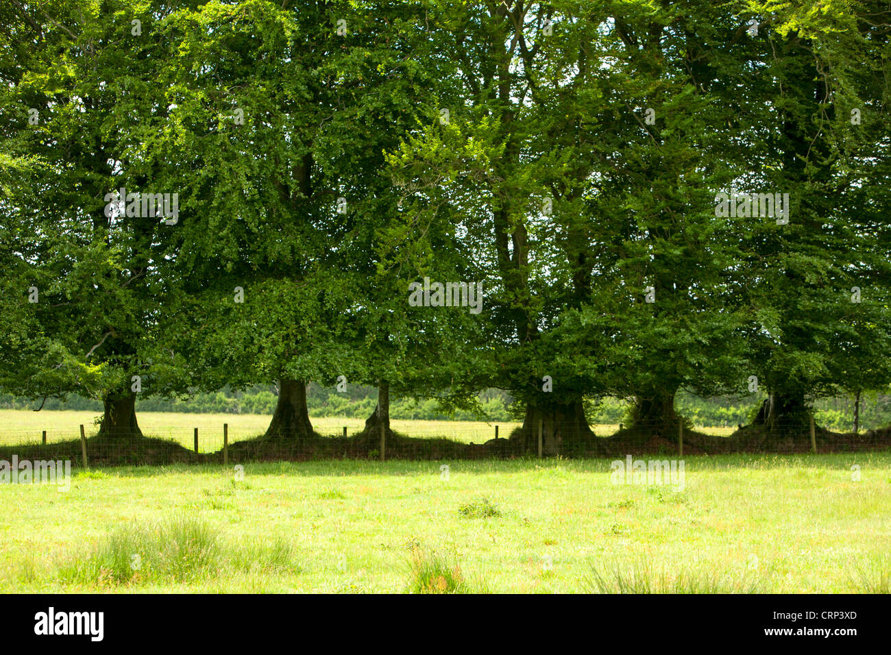 An ancient hedge of Beech Trees in Fishpond Bottom, Dorset, UK Stock