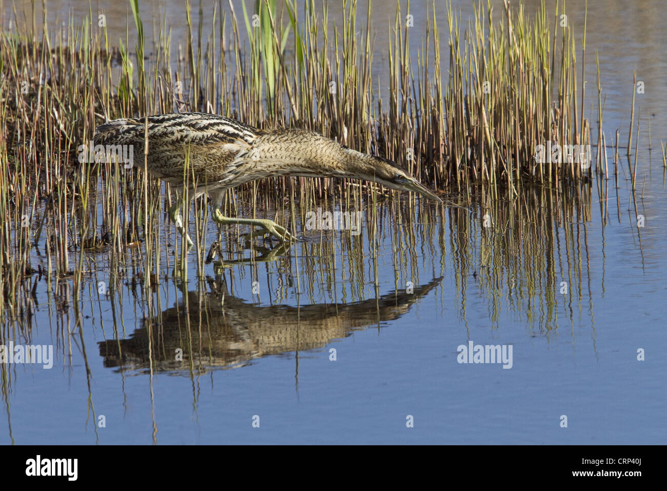 Great Bittern wading through reedbeds at RSPB Minsmere, Suffolk, note the large feet Stock Photo