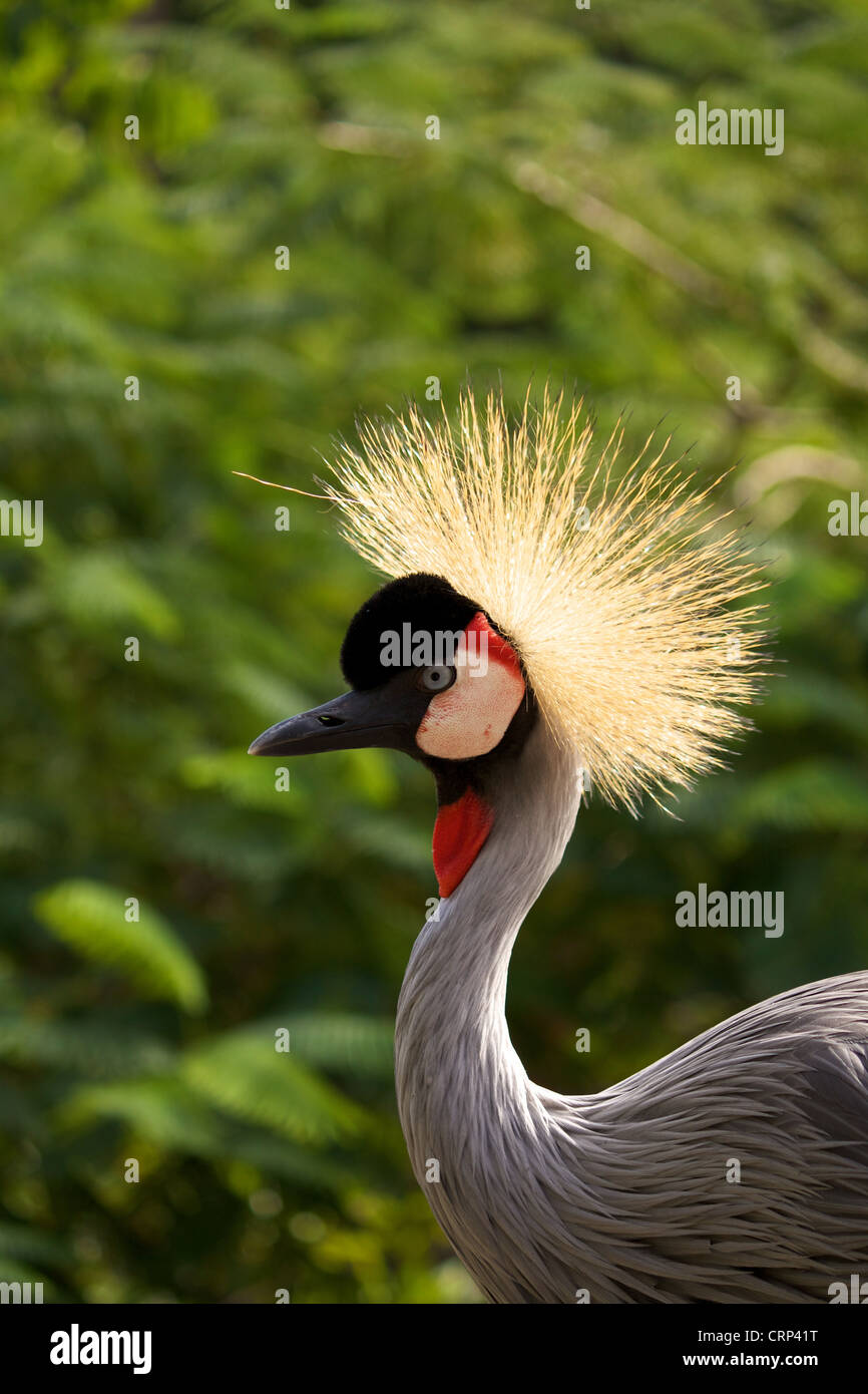 East African Crowned Crane with green background Stock Photo