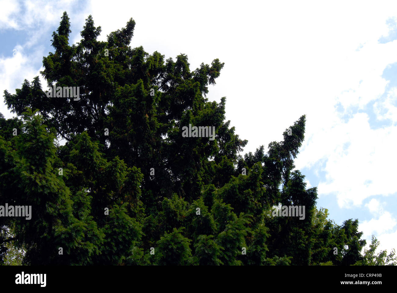 Tree against a cloudy and blue Sky Stock Photo - Alamy