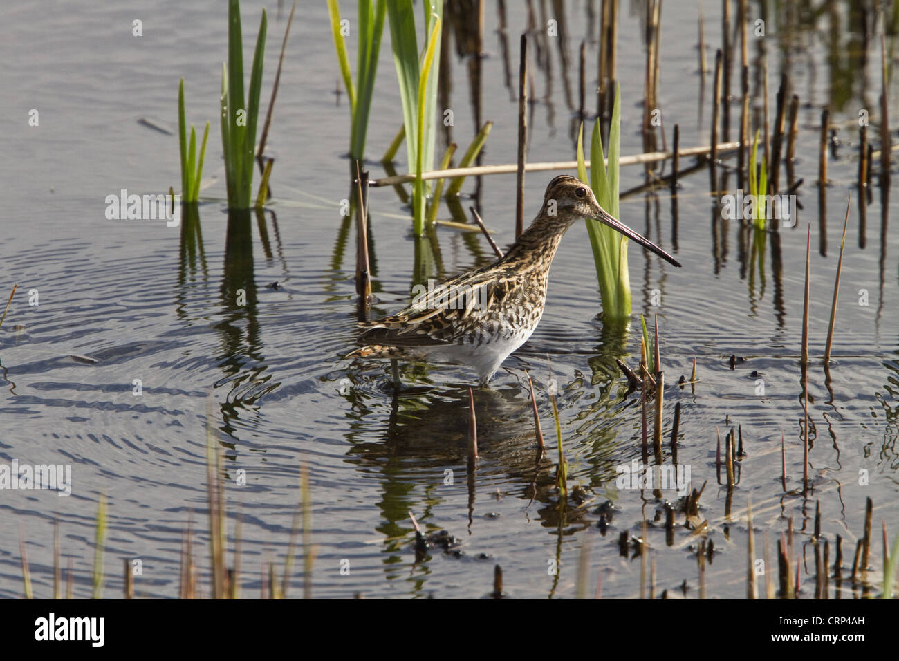 Common Snipe in marshland habitat at RSPB Minsmere, Suffolk Stock Photo ...