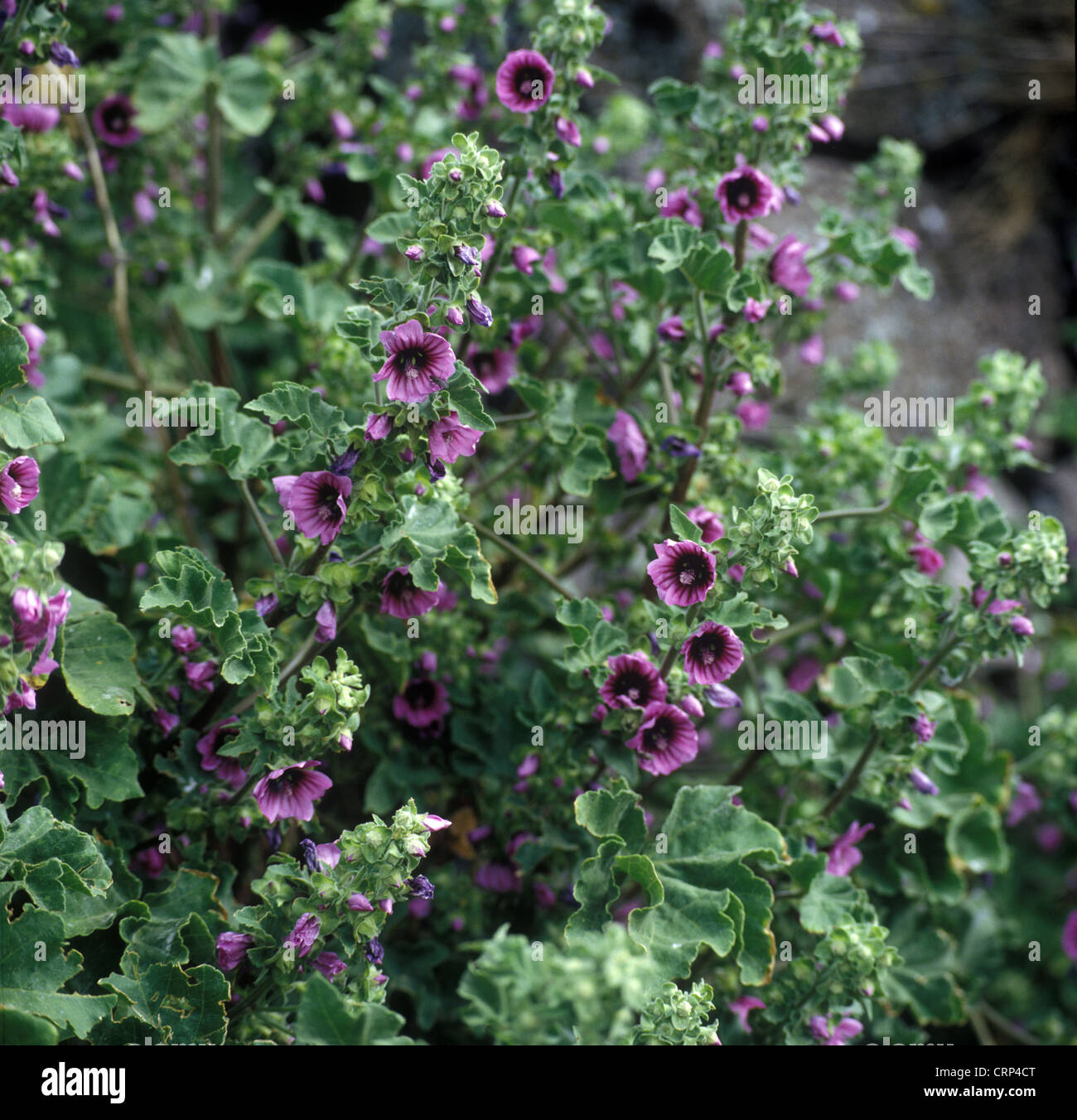 Alpine Poppy Stock Photo